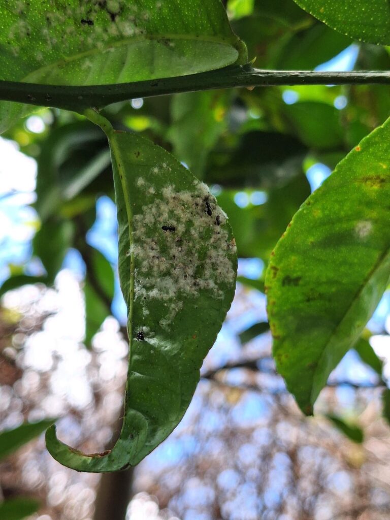 Lemon tree infestation