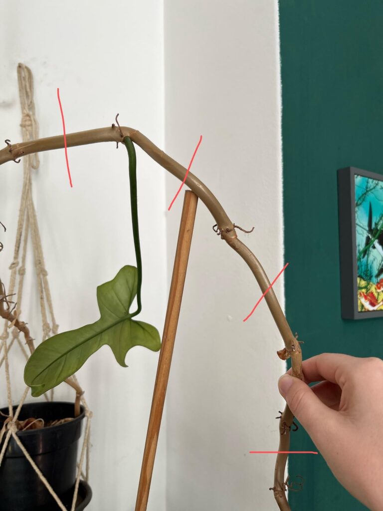 Help: Philo Horse Head Propagation Help: Philo Horse Head Propagation