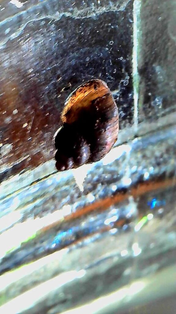 Freshwater snail id?