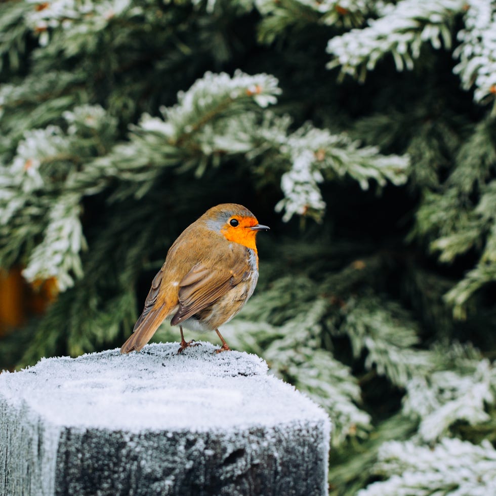 a small bird with an orange chest perched on a snowy wooden surface in front of a frosted evergreen tree