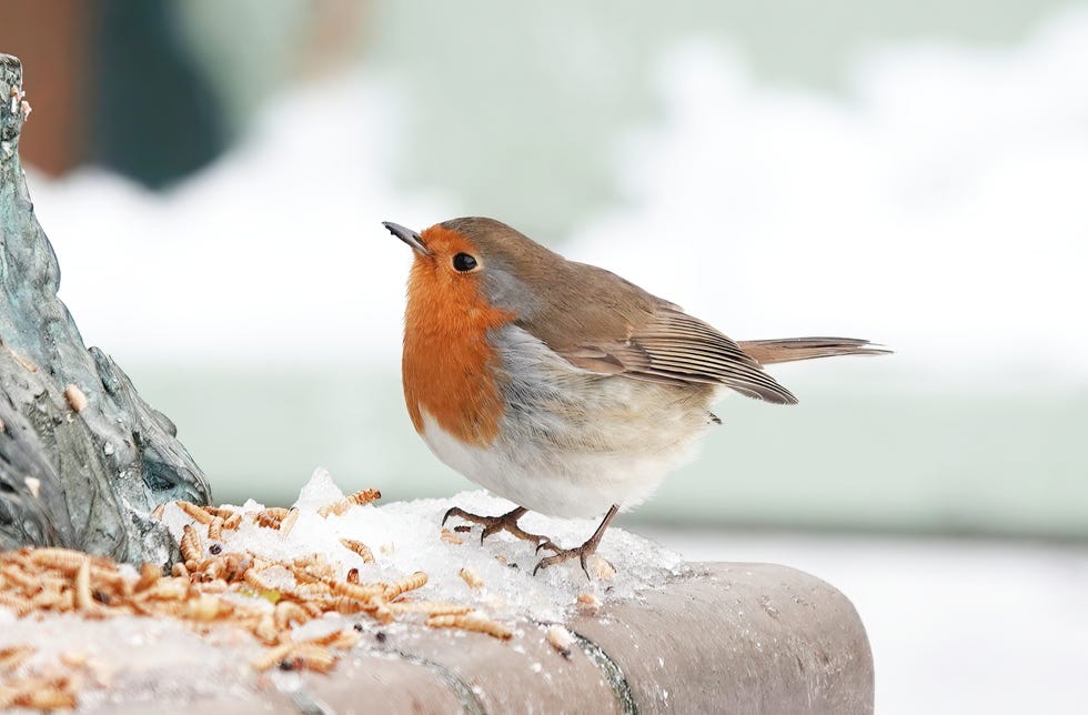 Want To Help The Birds This Winter? a closeup of a european robin in on a snowy day in winter.