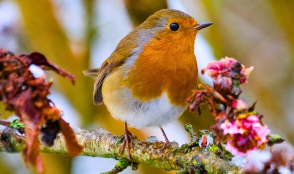 Picture of a robin in a garden Picture of a robin in a garden