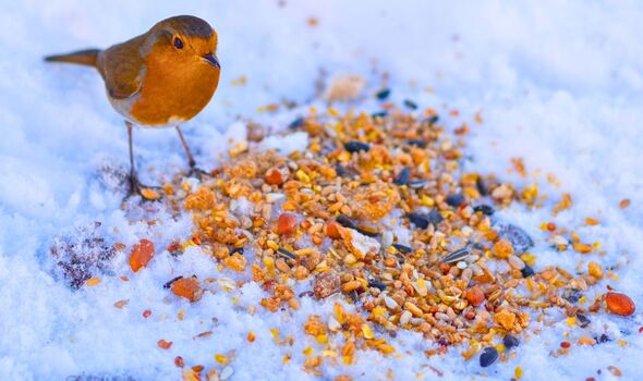 Picture of a robin feeding on the ground Picture of a robin feeding on the ground