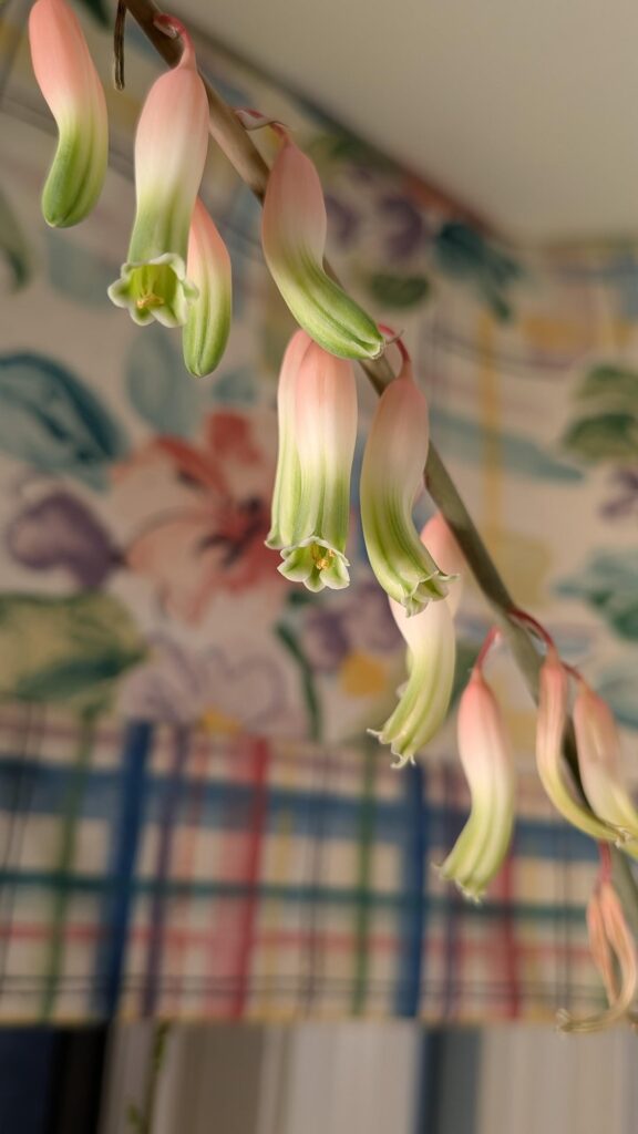 Rescued from Home Depot 1year ago