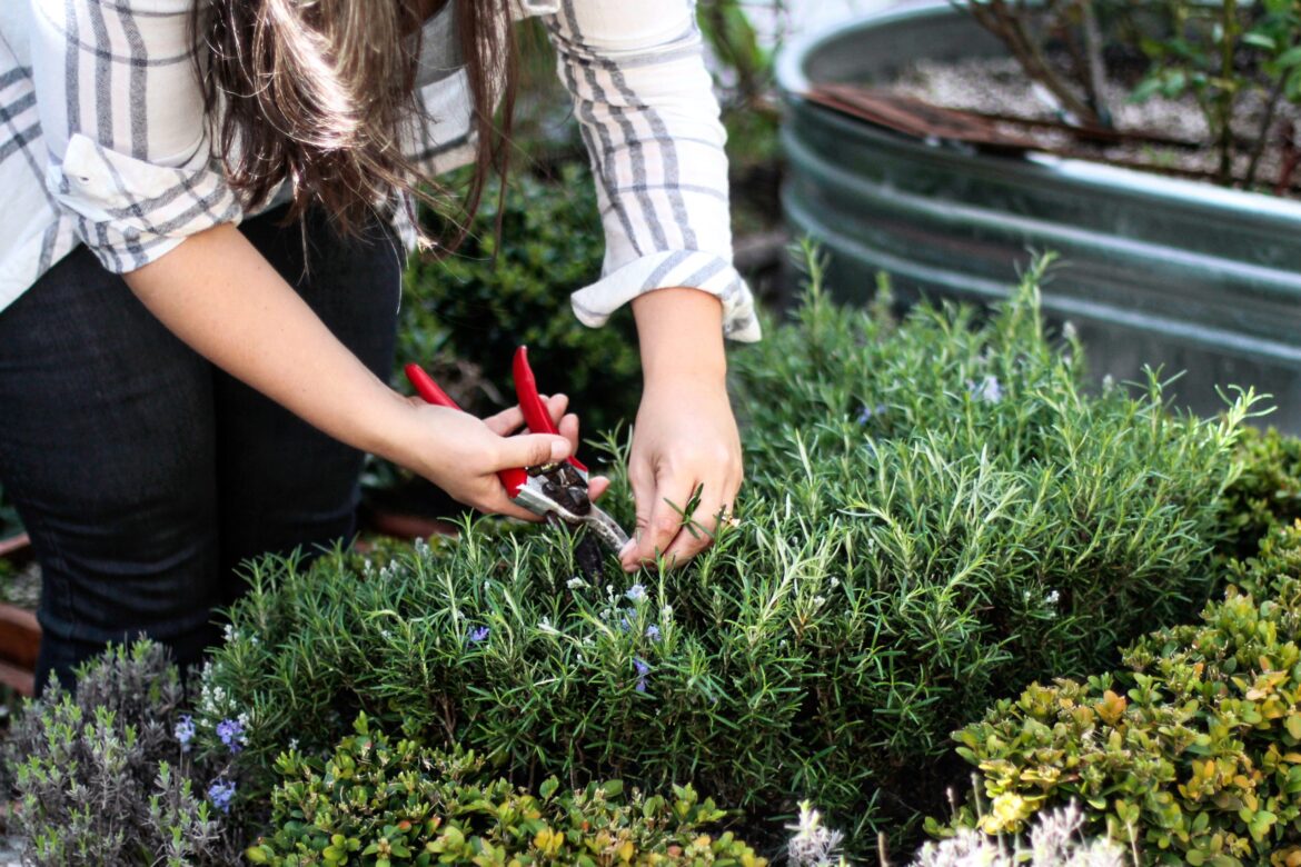 How to grow a tea garden at home