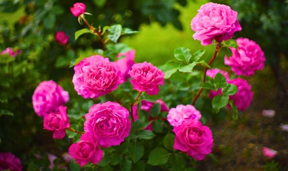 Picture of a flowering rose bush