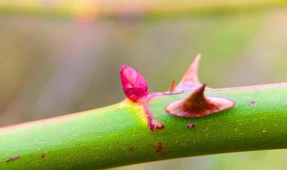 Picture of a outward-facing rose bud