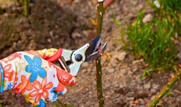 Picture of someone pruning roses in winter 