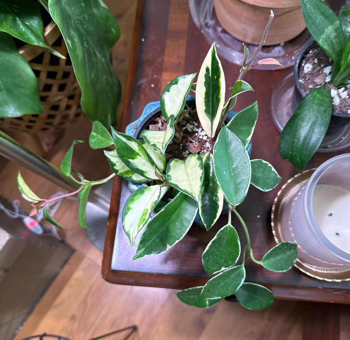 Krimson Queen vs princess?