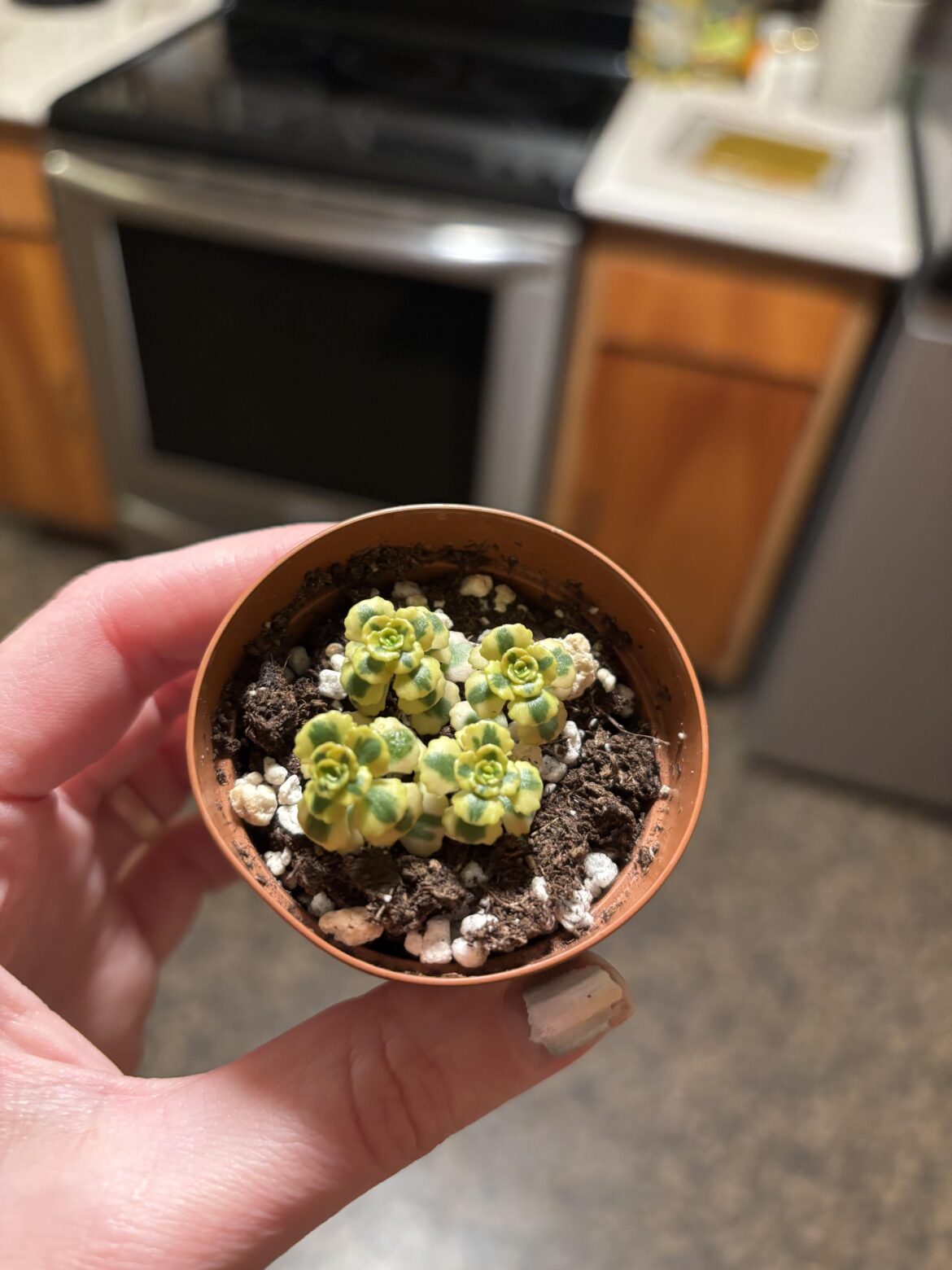 Help me ID this lil guy Help me ID this lil guy