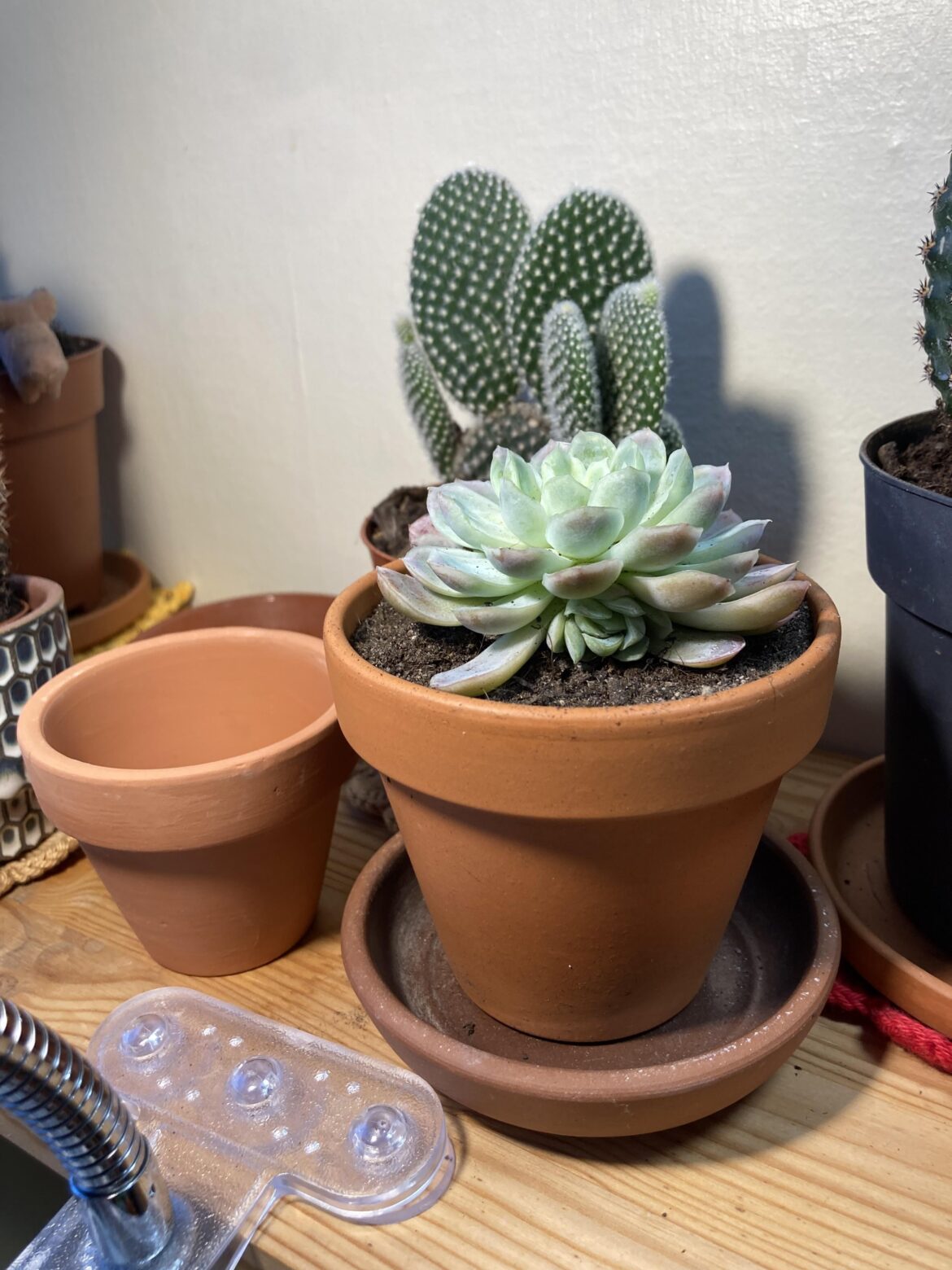 Should I change my echeveria into the smaller pot?