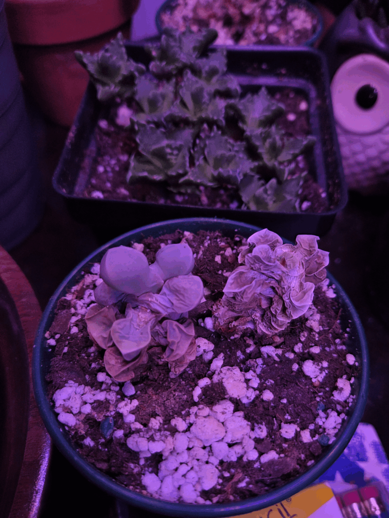 Depression plants part II Depression plants part II