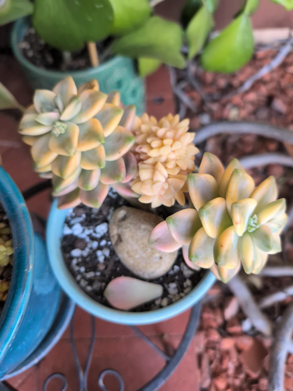 Echevaria Apricot Beauty Var. Crested