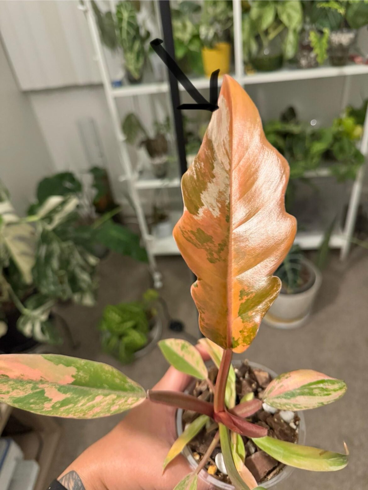 Is this silver streak on my caramel marble edema or sun stress?