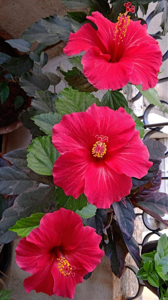 My Ruby like Hibiscus 🌺♥️