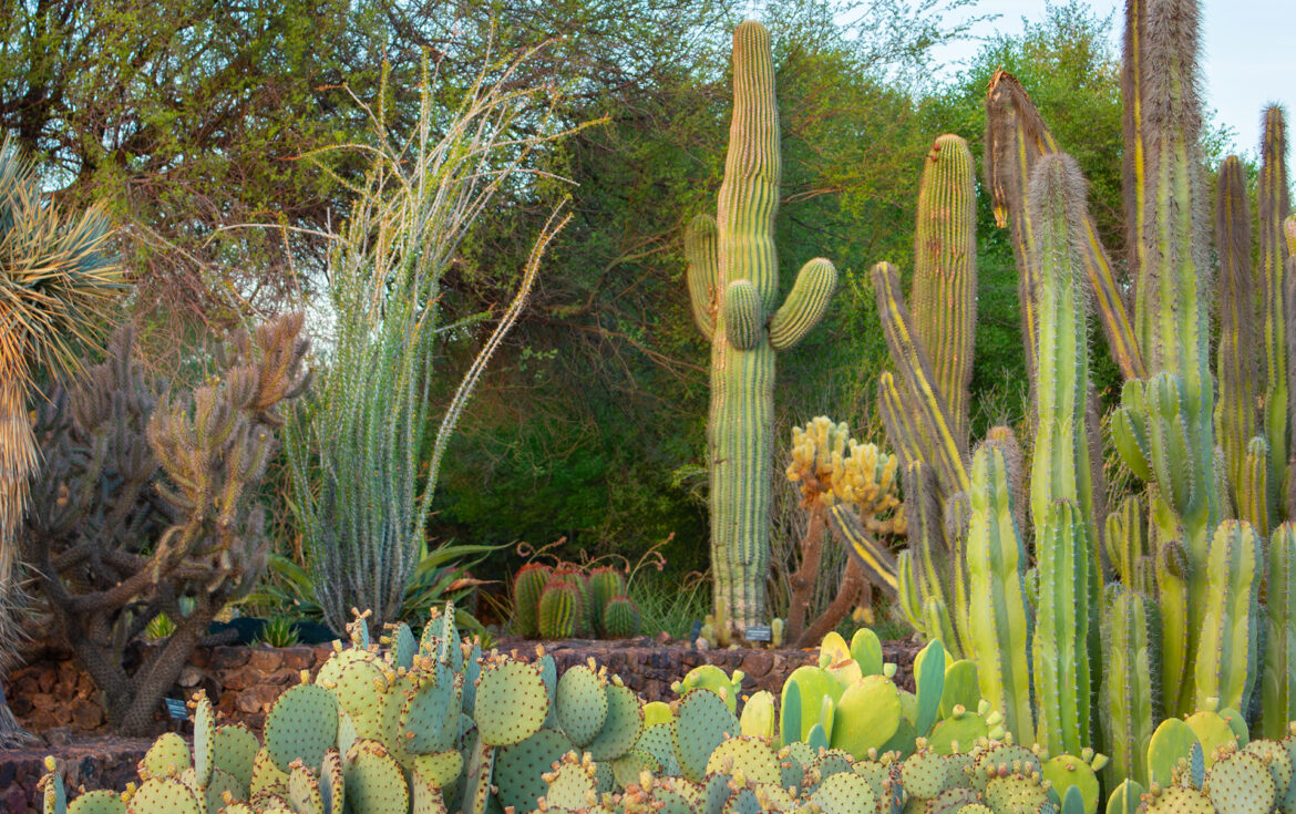 32 New Saguaros Added on Desert Botanical Garden Trails