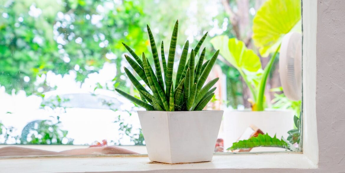 8 Underrated, Easy-Care Houseplants That Look Anything but Basic