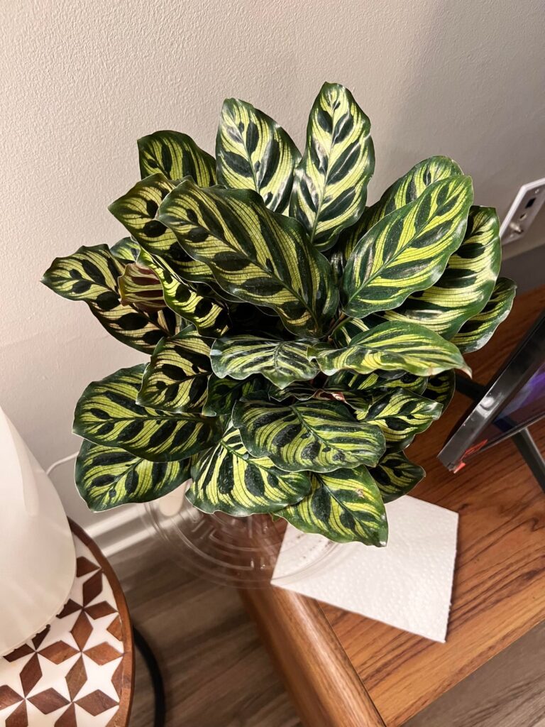 First time plant owner, tips??