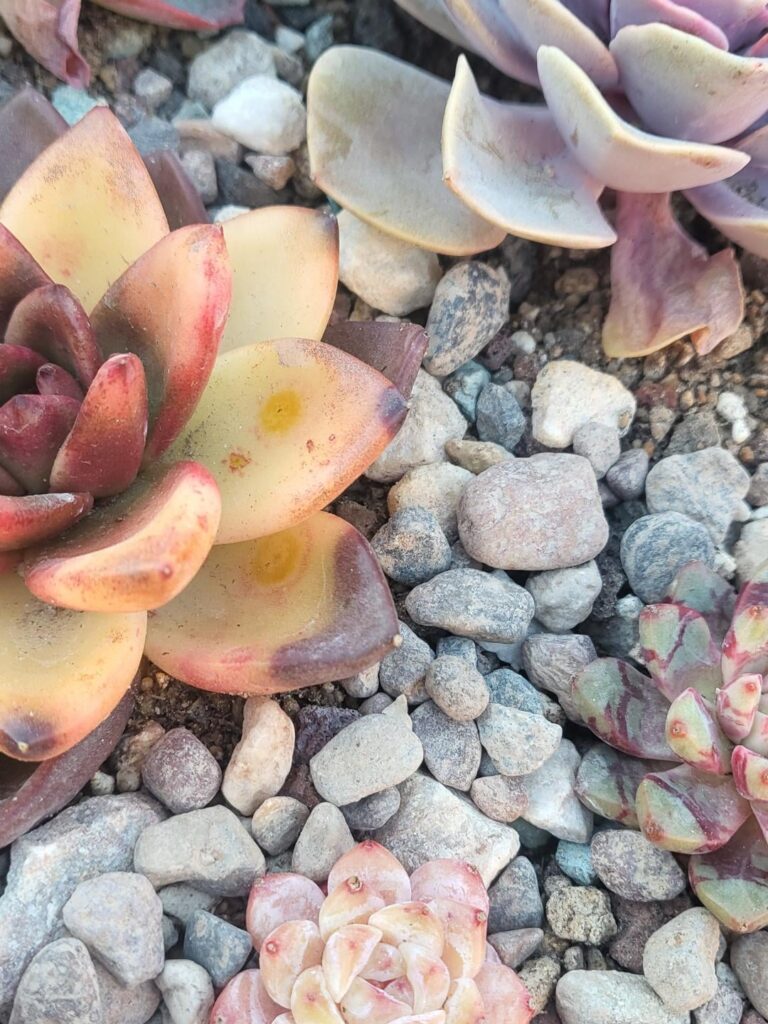 Red ring marks on echeveria leaves