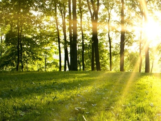 Avon Garden Club To Look At CT’s Forests Avon Garden Club To Look At CT's Forests