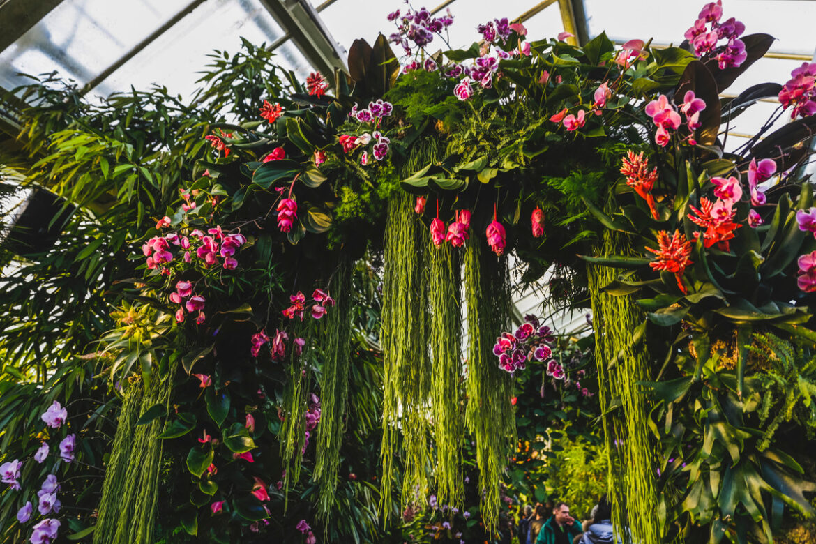 A Gorgeous Orchid Festival Full Of Colourful Blooms Is Coming To London A Gorgeous Orchid Festival Full Of Colourful Blooms Is Coming To London