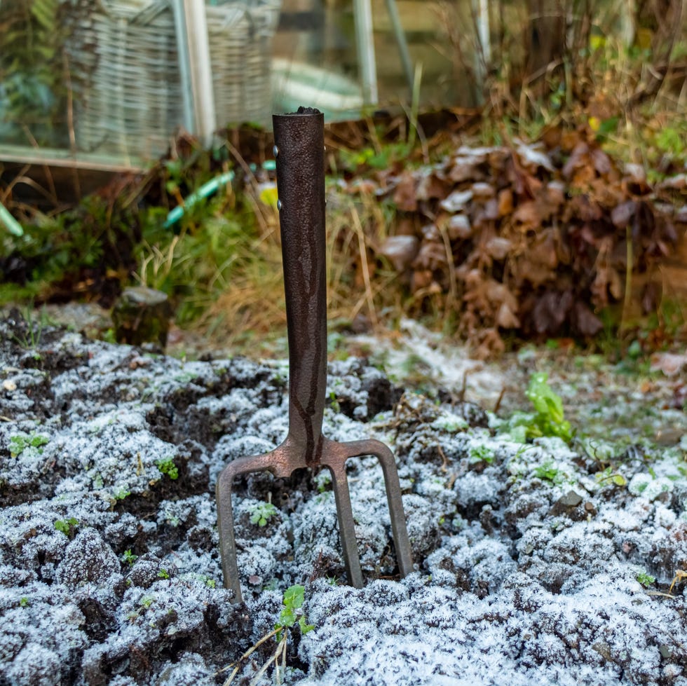 broken garden fork stuck in frozen ground in a vegetable plot in winter