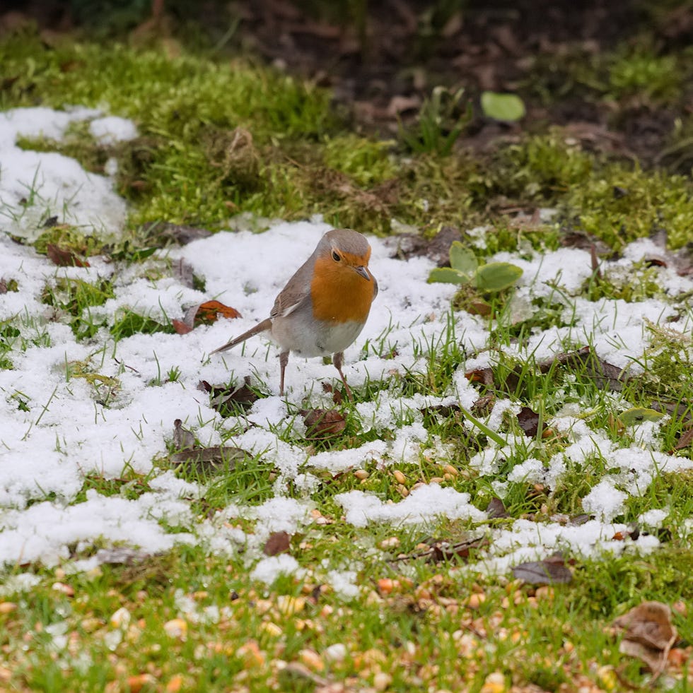 robin on the lawn covered with snow in winter in the garden
