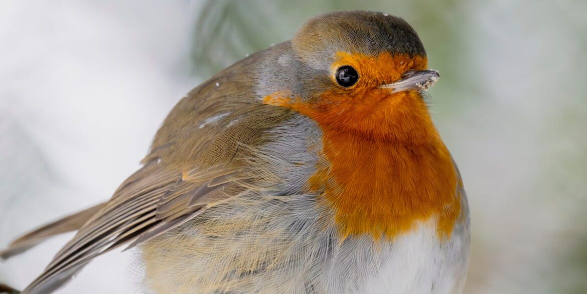 The Simple 10-Minute Gardening Job That Will Help Robins Find Food This Month