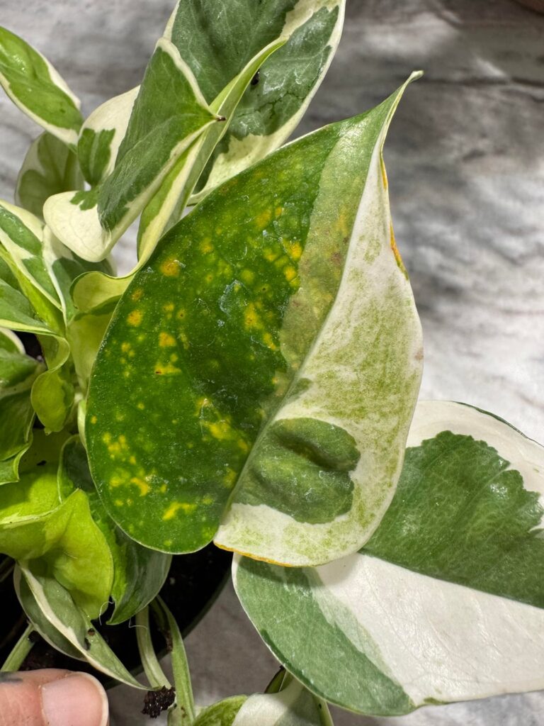 Yellow mottling on variegated pothos. Rust fungus or shipping/pest issue?