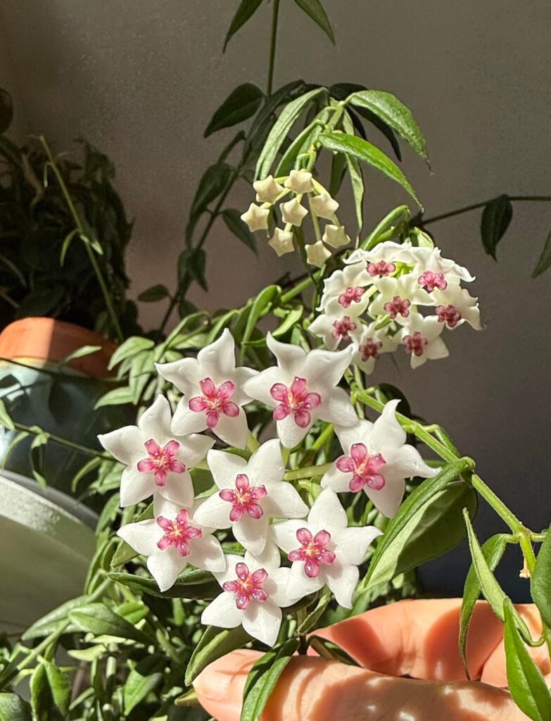 Bella seems to bloom year round