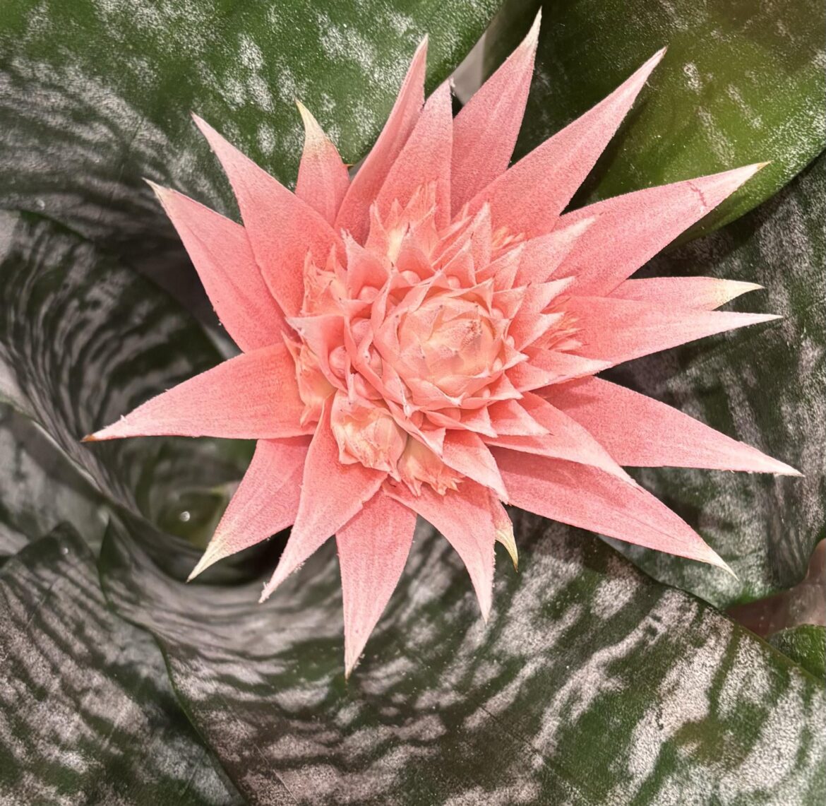 Pretty pink flower found in my local flower market