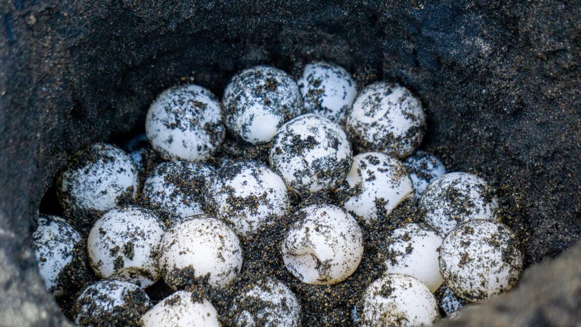 One Reddit user was surprised when a snapping turtle showed up to use their newly made garden bed as a nesting site.