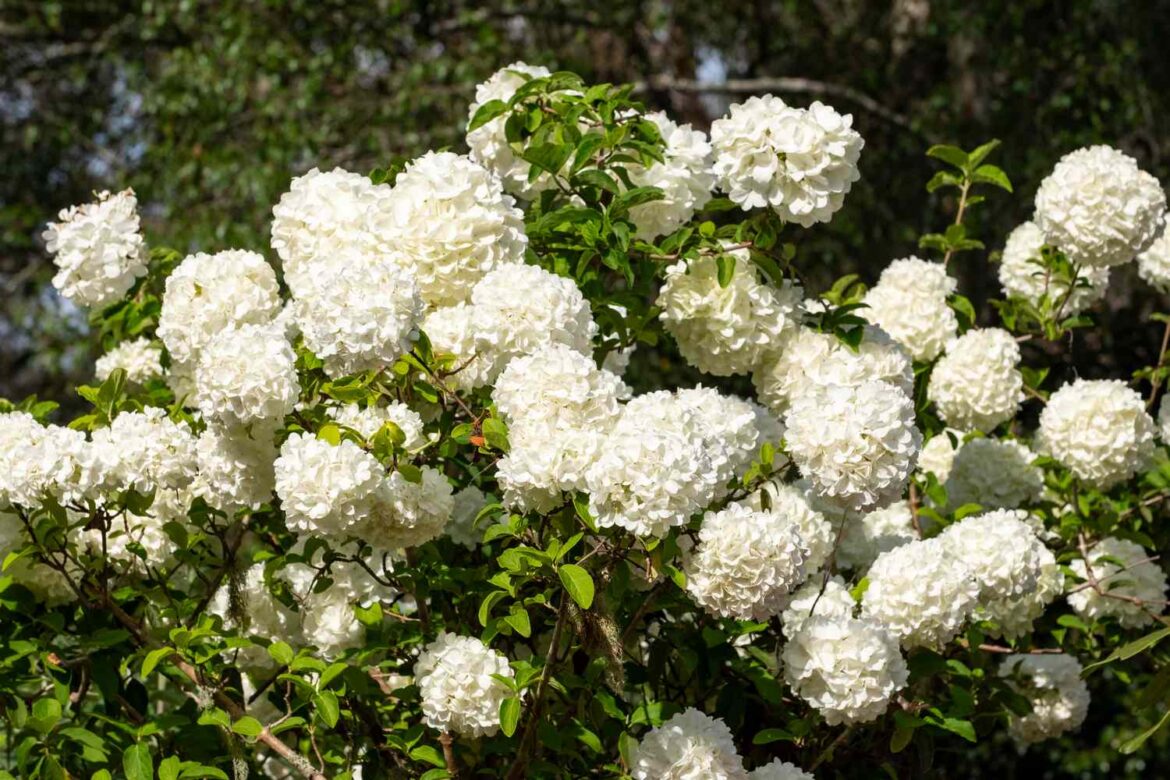 7 Shrubs to Never Grow in Windy Areas