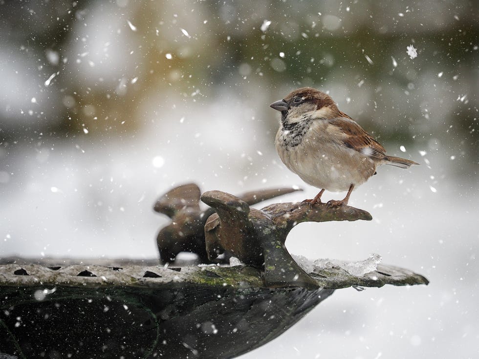 Want To Help The Birds This Winter? a house sparrow perched in the snow