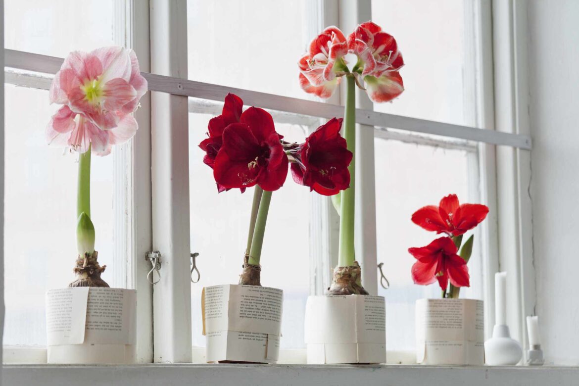 Never Throw Away an Amaryllis Bulb After It Blooms—Here’s Why