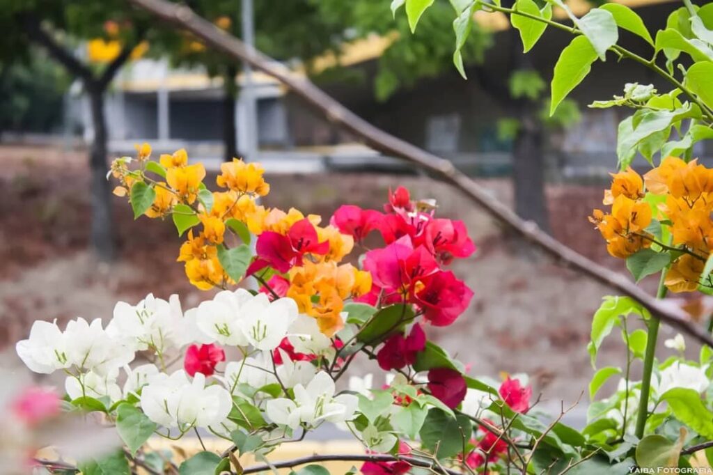 A beautiful garden full of flowers