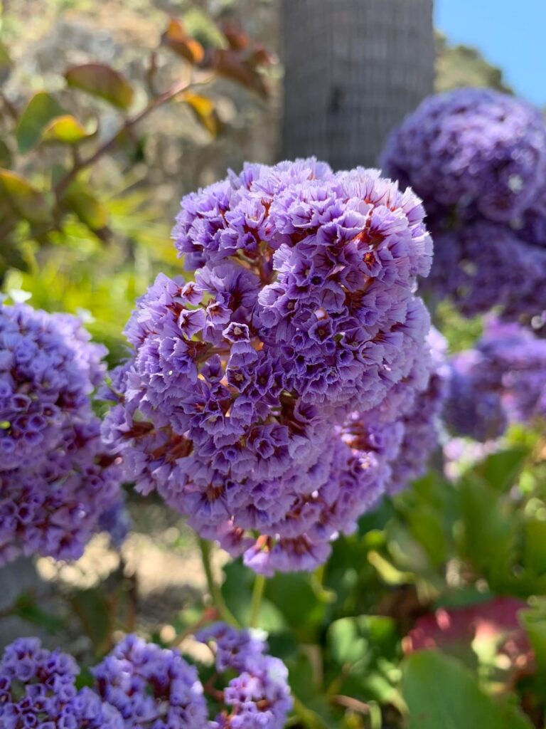Sea Lavender at Catalina Island