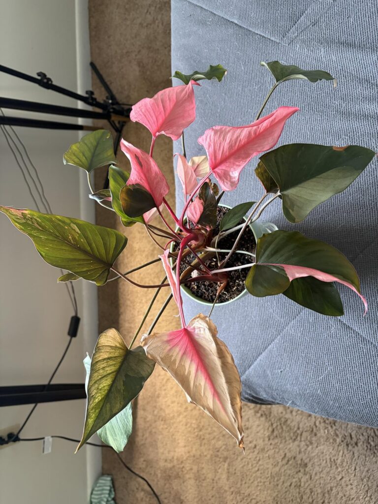 Pink diamond only putting out all pink leaves