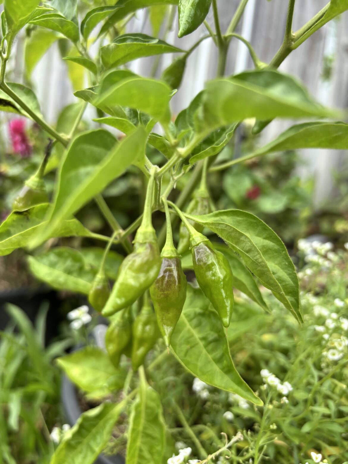 How long do lemon drop peppers take to turn yellow? I feel like I’ve been waiting an eternity 🌶️