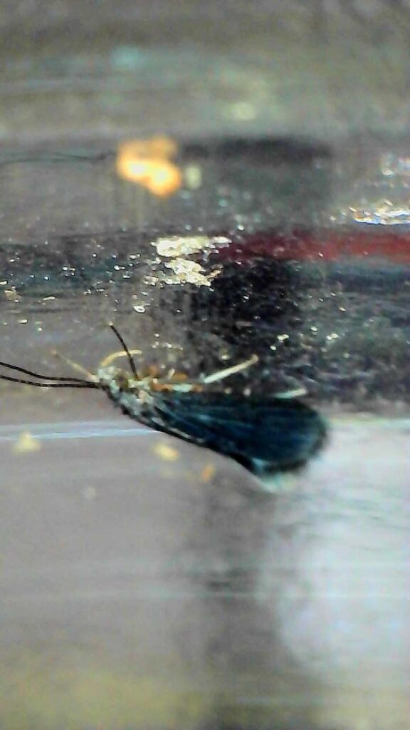 Stonefly or caddisfly? Should I release outside?