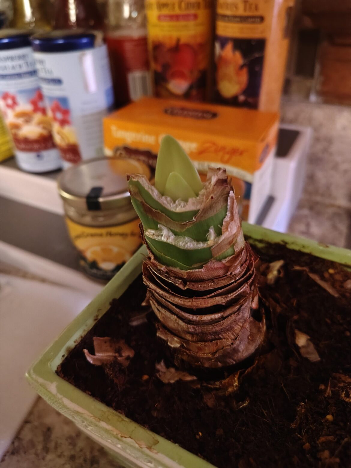 I've been watering this bastard for months trying to get him to come back. The dickhead sent up two new leaves while I was gone for two days!
