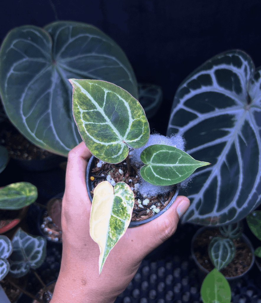 Red space variegated