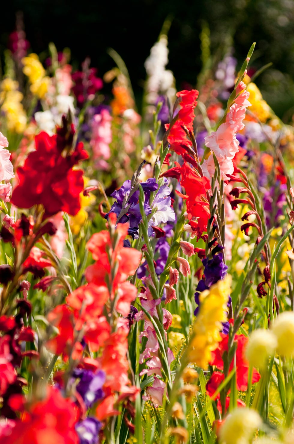 a close up of some colourful flowers