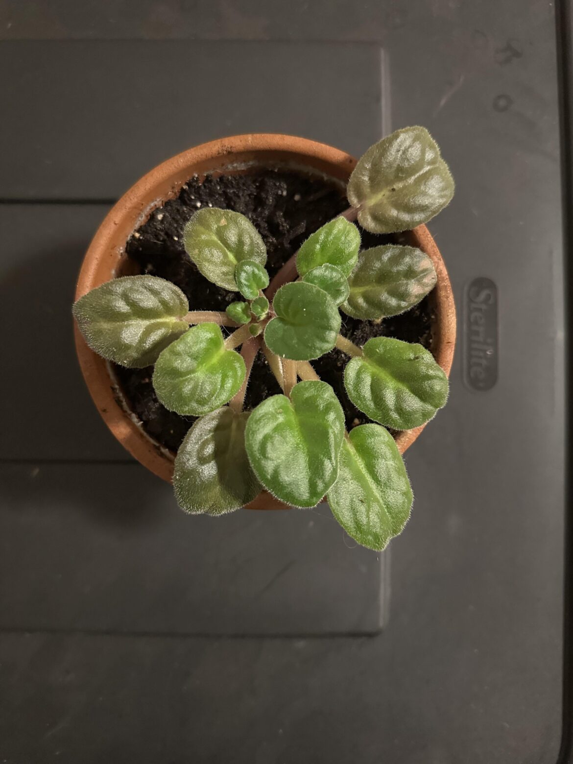 Can someone help me balance this plant out?