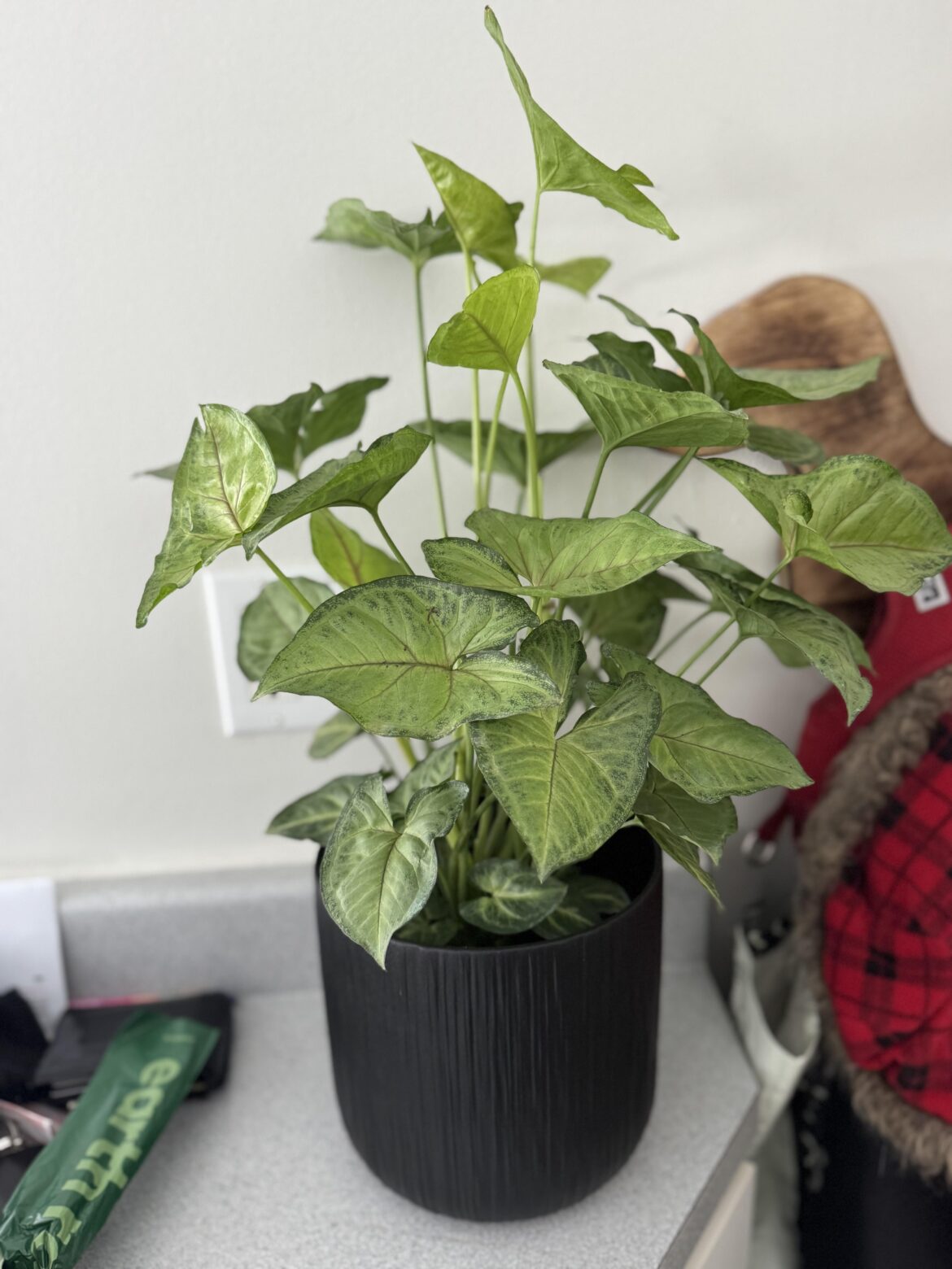 Somebody can help me ID this beauty?