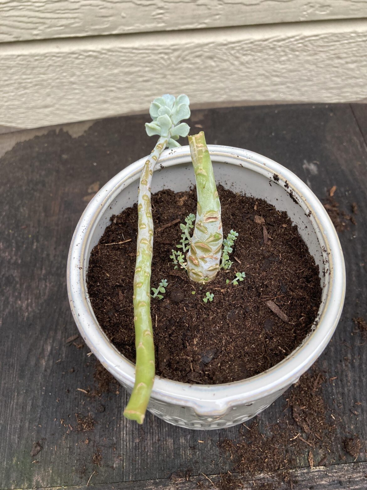 Accidentally broke my favorite succulent Accidentally broke my favorite succulent
