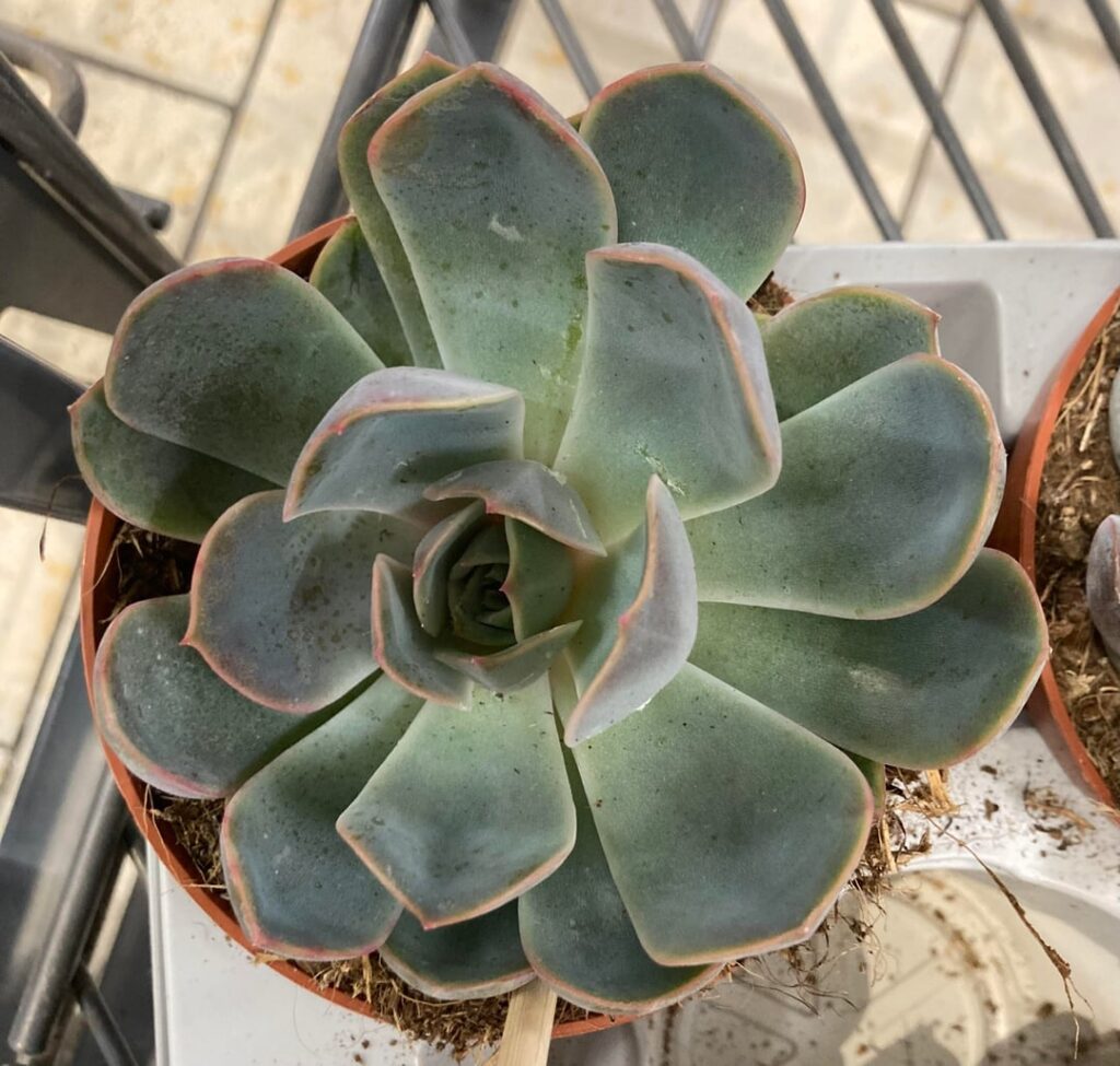 What echeverias are these?