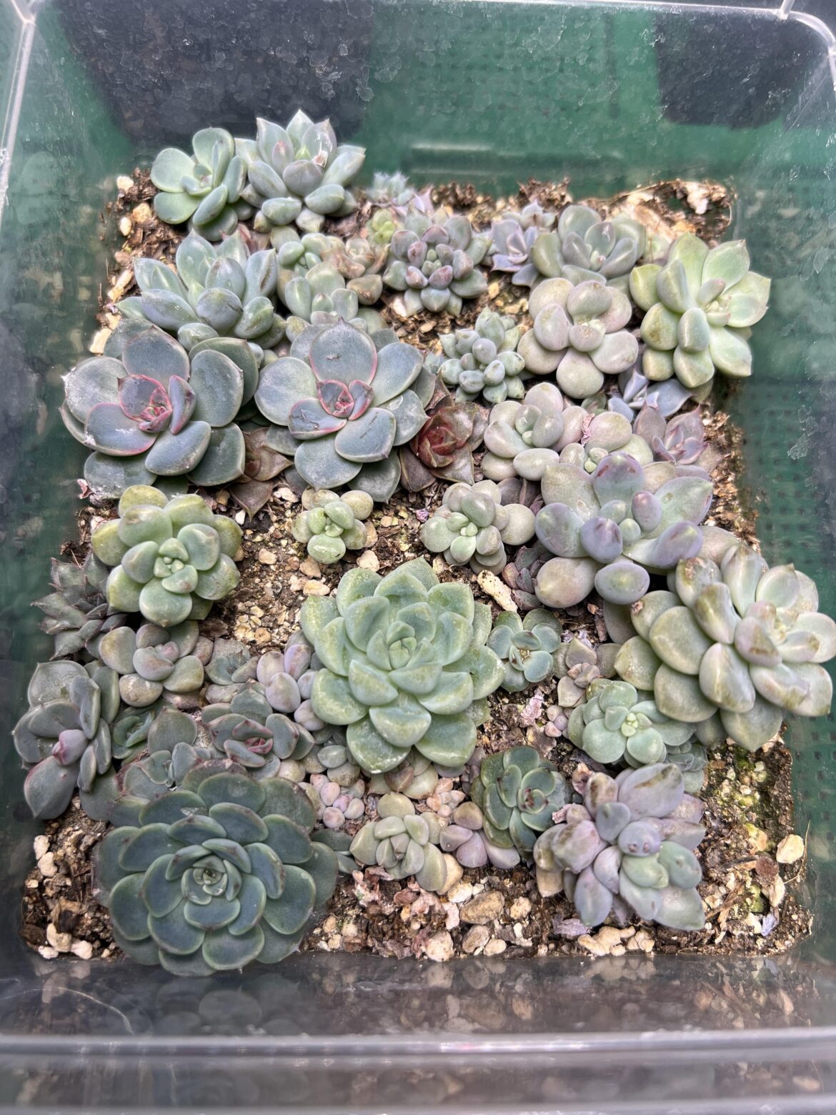 Seedlings I have yet repot