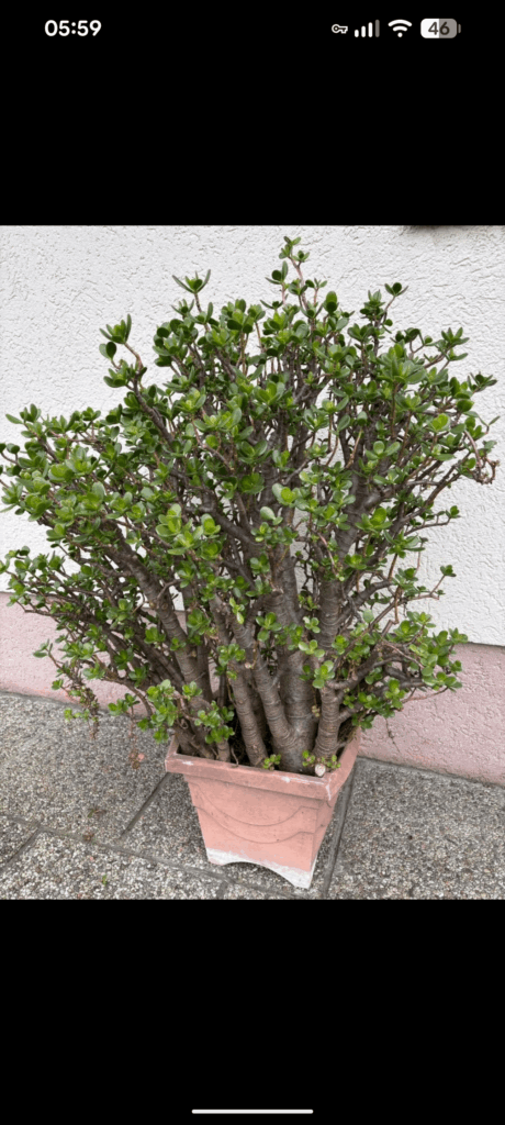 Good Deal? Is this a healthy Jade plant? It is 10€