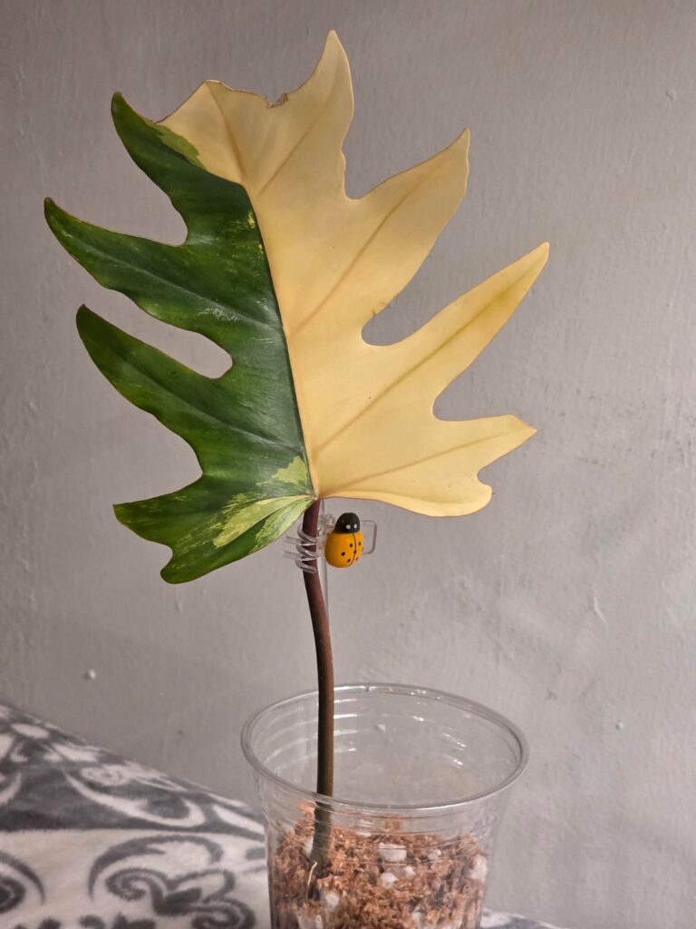 Wishlist plant, Variegated Mayoi